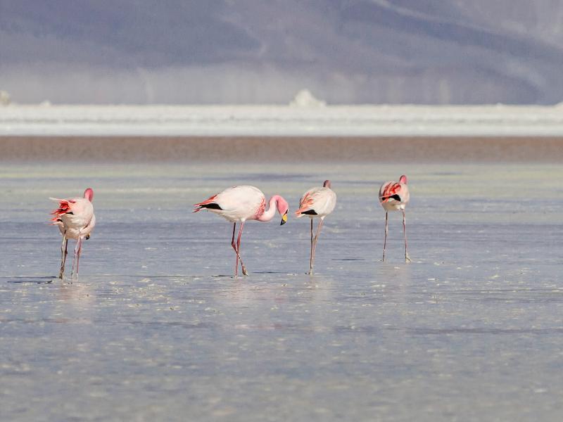 Ibis Budget Calama Extérieur photo